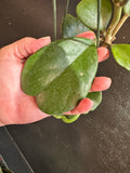 Hoya Kerrii Quilt-leaf hanging basket