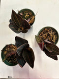 Ludisia Discolor AKA Red Jewel Orchid