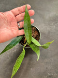 Hoya ‘Seanie’ Archboldiana x Onychoides