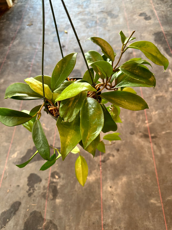 Hoya Surigaoensis and Skinneriana mixed in a hanging basket