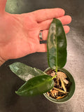 Hoya Archboldiana