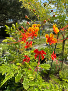 Caesalpinia Pulcherrima aka Dwarf Poinciana Seeds