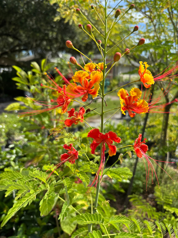Caesalpinia Pulcherrima aka Dwarf Poinciana Seeds