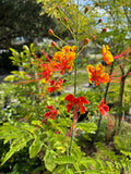 Caesalpinia Pulcherrima aka Dwarf Poinciana