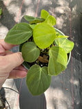 Philodendron Micans ‘green form’