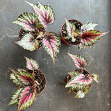 Begonia 'Purple Paisley' aka Eyelash Begonia or Rex Begonia