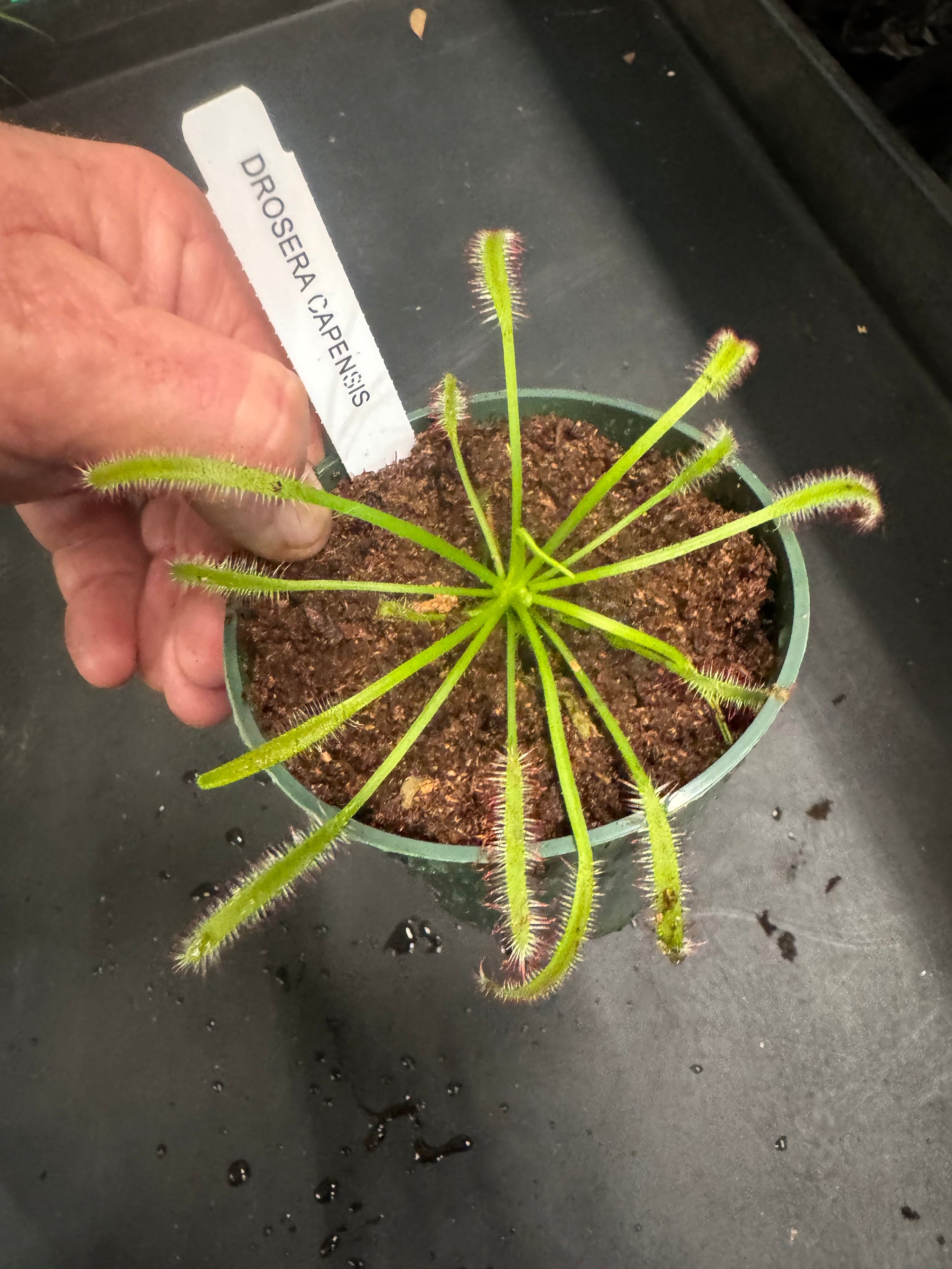 Carnivorous Plants – Christine's Tropical & Exotic Plants