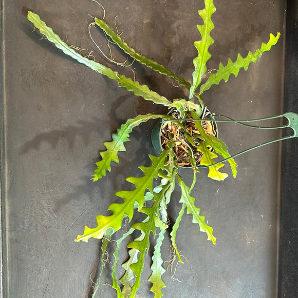 Epiphyllum Anguliger aka Ric Rac or Fishbone Cactus