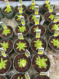 Pinguicula Primulifolia