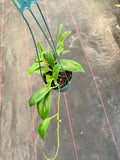 Hoya Incrassata (Hanging Basket)