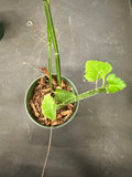 Cissus Quadrangularis aka Veldt Grape