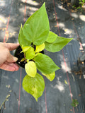 Philodendron Cordatum 'Lemon-Lime'