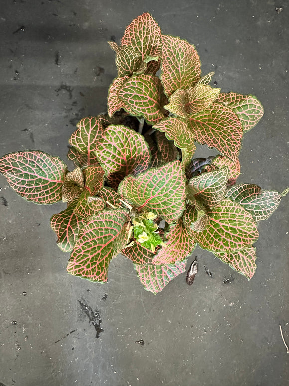Red Fittonia