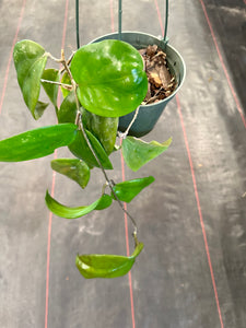 Hoya Pentaphlebia (Hanging Basket)