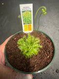Drosera Spathulata aka Sundew