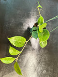 Hoya Merrillii hanging basket