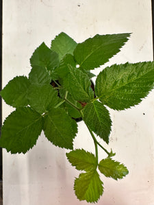 Apache Thornless Blackberry