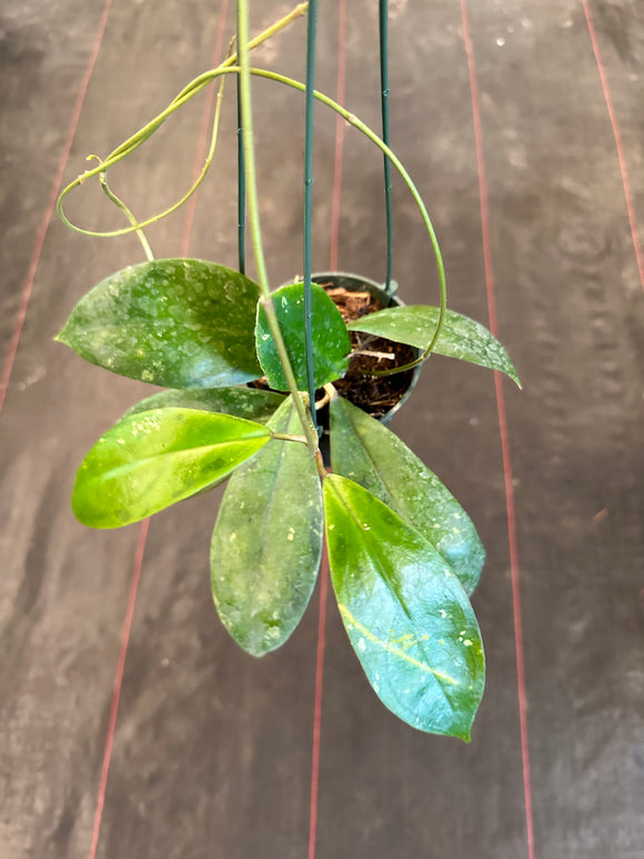 Hoya Juannguoana (hanging basket)