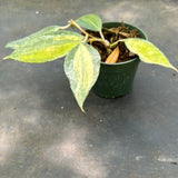 Hoya Latifolia 'Pot of Gold' AKA 'macrophylla pot of gold'