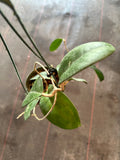 Hoya Fungii (Hanging Basket)