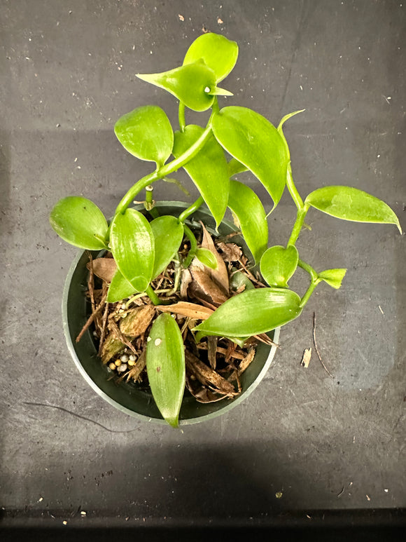 Vanilla Planifolia aka Vanilla Bean Orchid