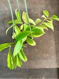 Hoya Obscura hanging basket