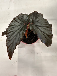 Begonia ‘Black Magic’