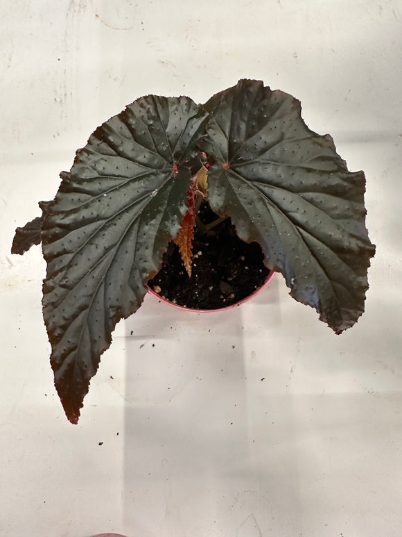 Begonia ‘Black Magic’