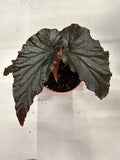 Begonia ‘Black Magic’