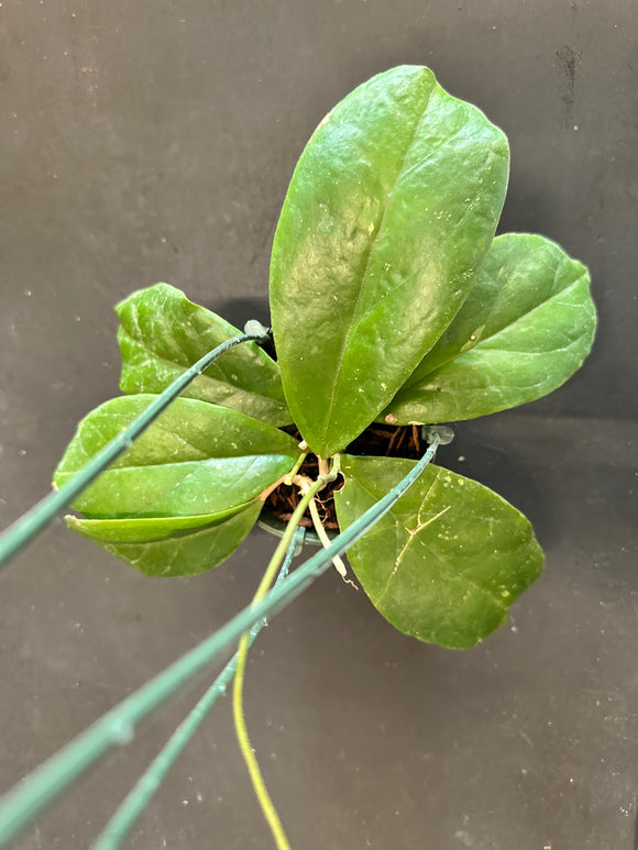 Hoya RB Dick (EPC 196) in a 4” hanging basket