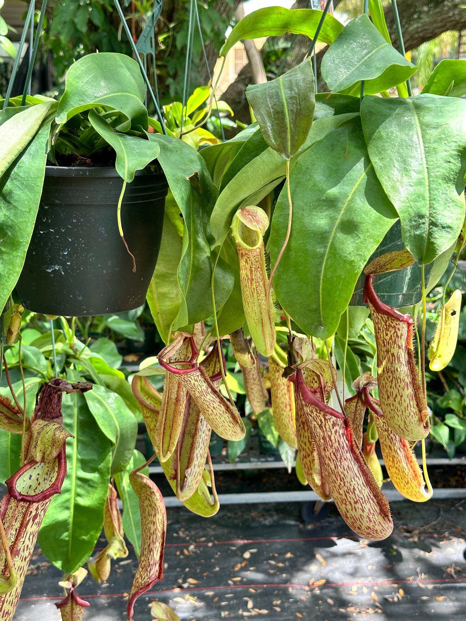 hanging pitcher plant Nepenthes Miranda aka Carnivorous Pitcher Plant in a 8" Hanging Basket – Christine's Tropical & Exotic Plants