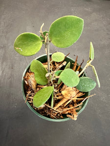 Hoya Nummularoides