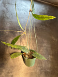 Hoya EPC 317 (Hanging Basket)