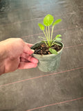 Aglaonema Lady Valentine