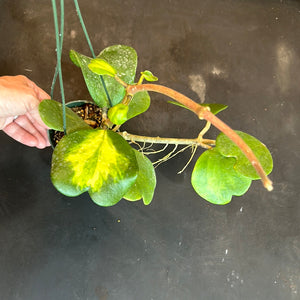 Hoya Kerrii "reverse variegated" (Hanging Basket)