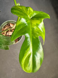 Philodendron Pedatum Variegated