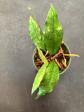 Hoya EPC 317