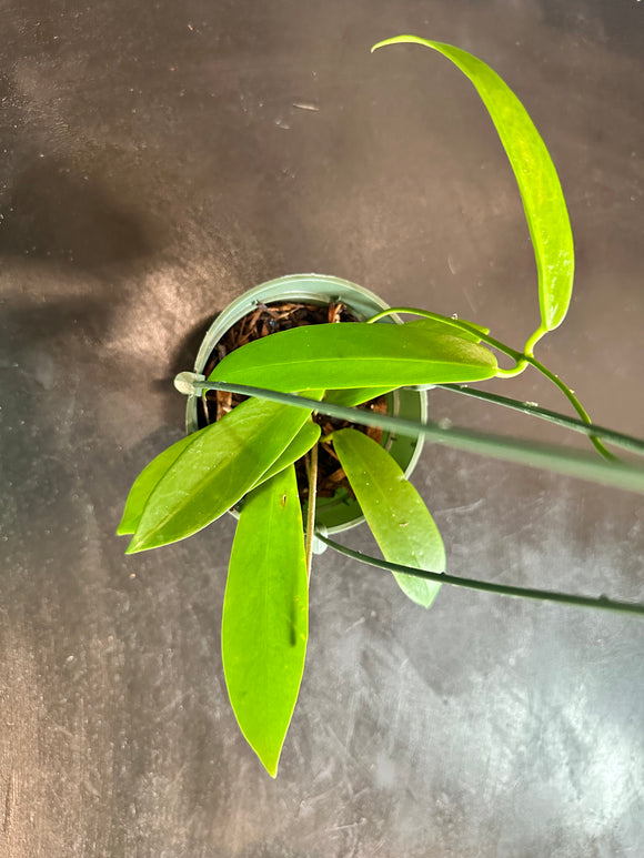 Hoya ‘White Dragon’ pubicorolla hanging basket