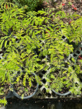 Caesalpinia Pulcherrima aka Dwarf Poinciana