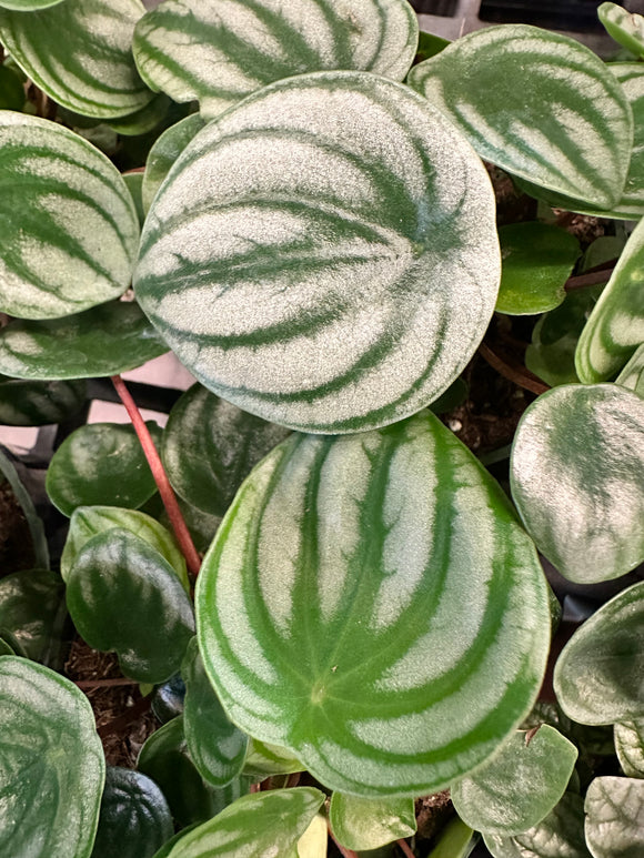 Peperomia ‘Watermelon’