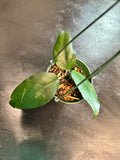 Hoya Dasyantha in a hanging basket