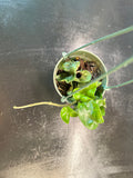 Hoya “Swiffers Tail” RHM 022 hanging basket