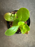 Kalanchoe Thrysiflora aka Hot Lips, Flapjack