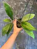 Hoya Germany sp. (Hanging Basket)