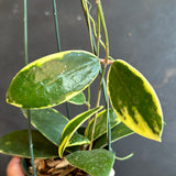 Hoya Verticillata/Parasitica ‘white margins’ (hanging basket)