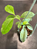 Hoya Multiflora (Shooting Star) hanging basket