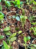 Vanilla Planifolia aka Vanilla Bean Orchid
