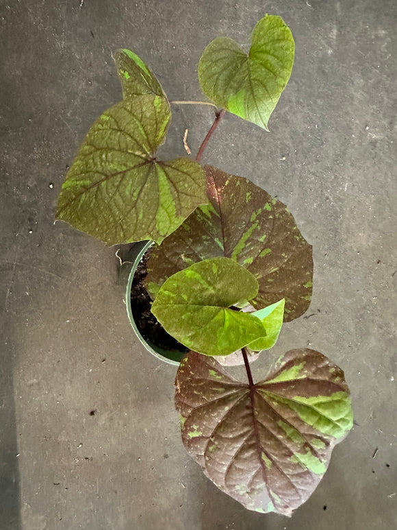 Ipomoea Kelly Ray Sweet Potato Vine
