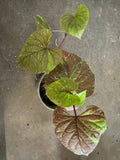 Ipomoea Kelly Ray Sweet Potato Vine