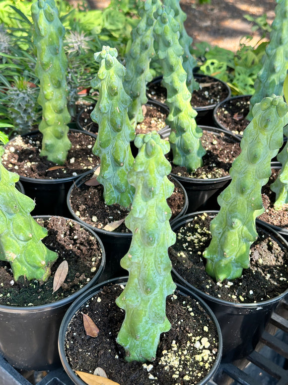 Myrtillocactus geometrizans 'Fukurokuryuzinboku' aka Boobie (booby) Cactus